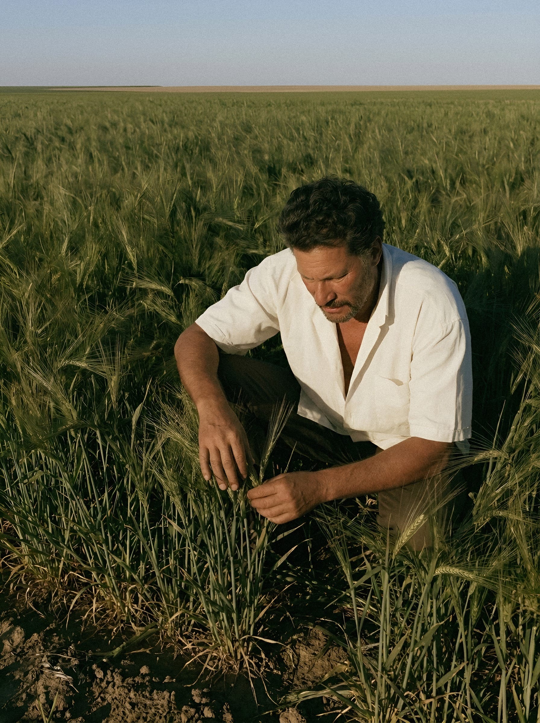 Man examining grain crop.
